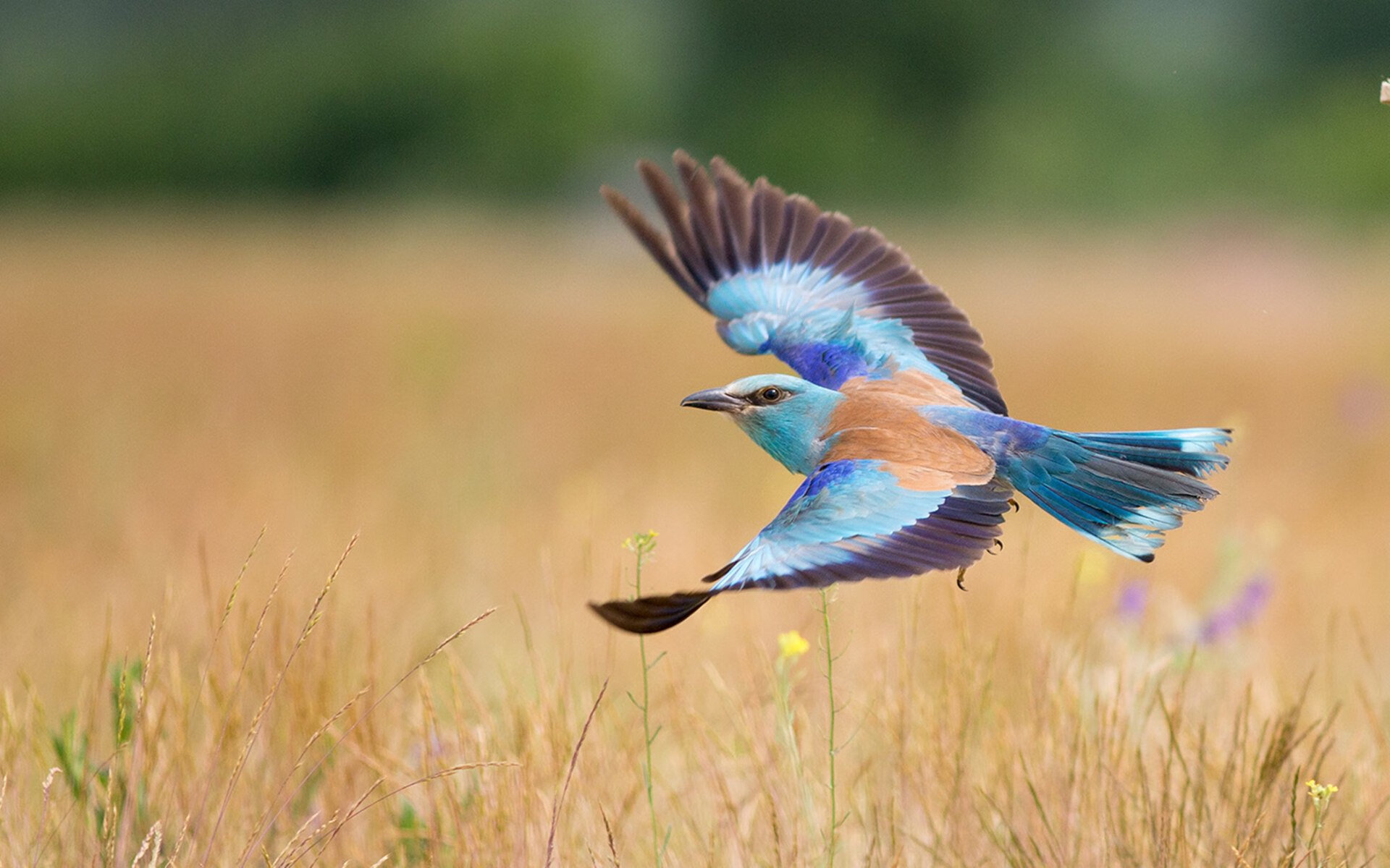 【训练秘籍】运动员每日必做的练球技巧盘点，训练运球能力的方法有哪些